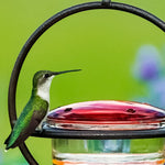 Mangeoire à colibri simple en métal