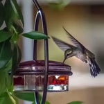 Mangeoire à colibri simple en métal
